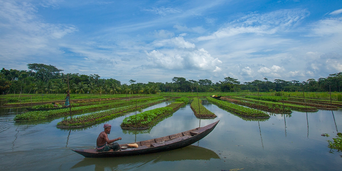 Man paddling a wooden boat through flooded floating vegetable beds beneath a blue sky.