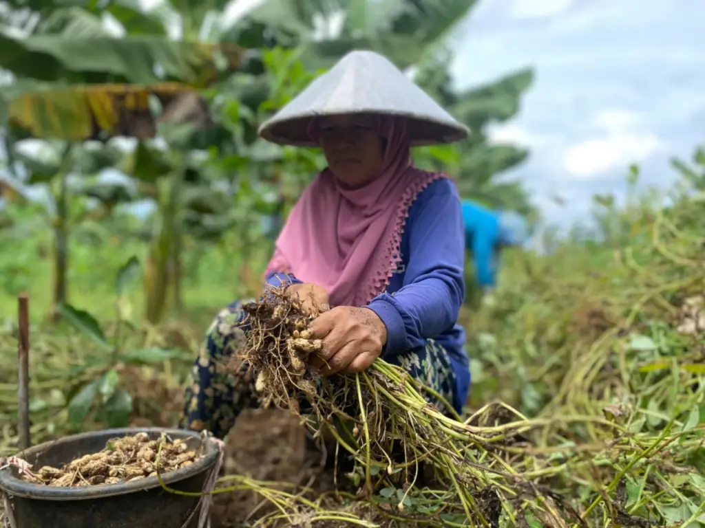 A farmer harvests peanuts on community-managed land that supports local livelihoods. Sustainable land management helps communities benefit from the landscape while maintaining its long-term health.
