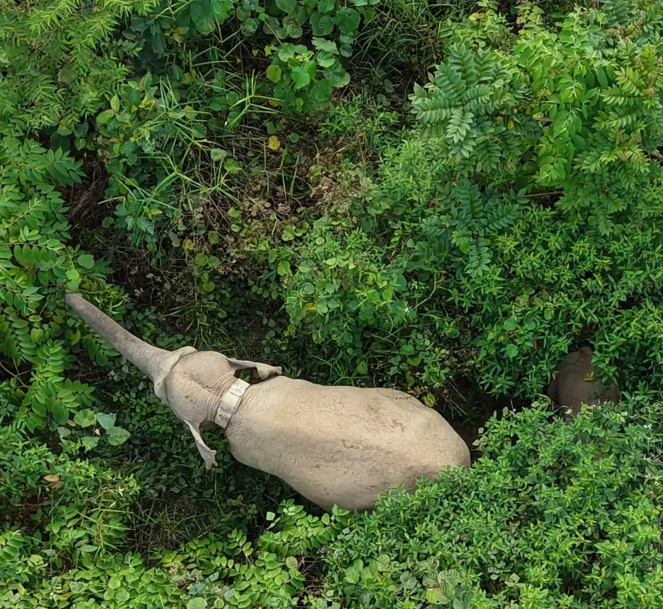 A GPS-collared Sumatran elephant is monitored from above during a drone training session for the Elephant Protection Team in Peunaron, East Aceh. The training, run by FKL under the SETAPAK program, strengthens the use of drone technology for wildlife monitoring and human-elephant conflict mitigation.