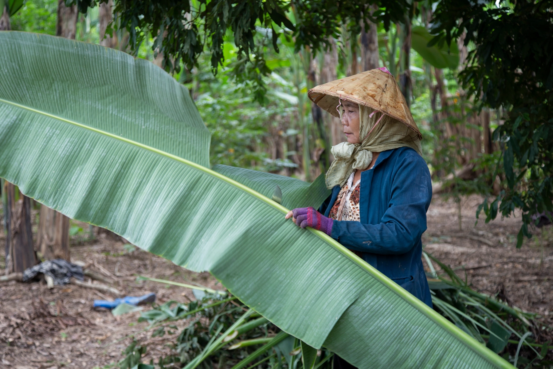 A Lao woman farmer in a blue jacket and traditional conical hat holds a large, vibrant green banana leaf while tending to her farm in Lao PDR, representing female agricultural leadership and livelihoods.