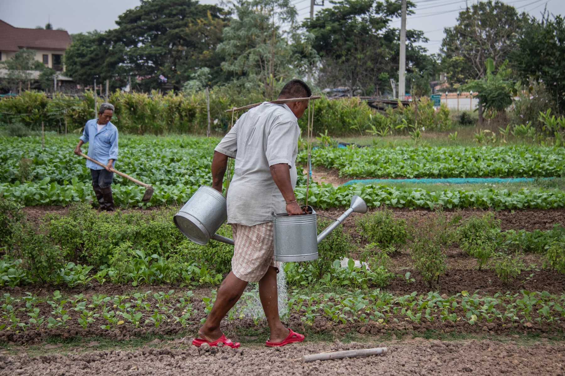 A man carries two large metal watering cans balanced on a wooden yoke across his shoulders, watering a row of vegetable seedlings in a Thai market garden, while another man hoes a nearby bed in the background.
