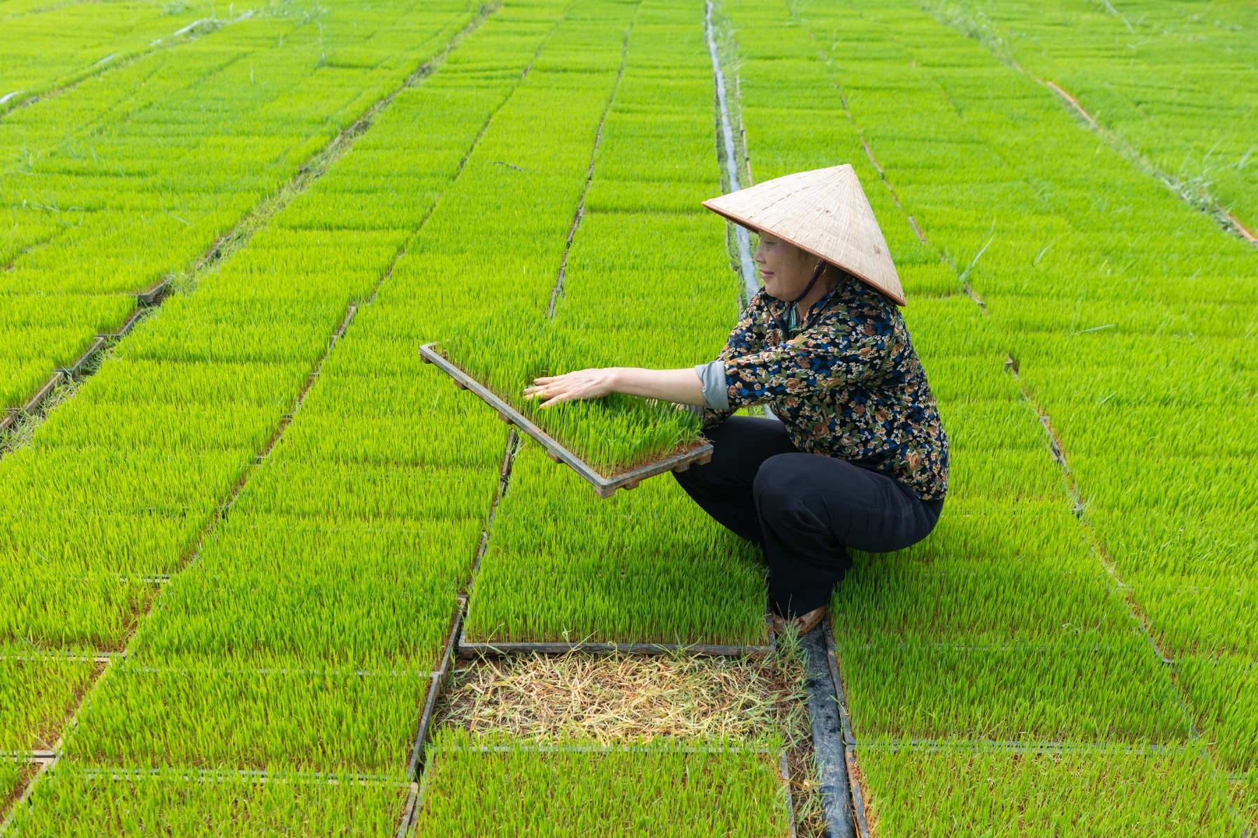 Ms. Hoang Thi Binh improved her rice seedling production and mechanized rice transplanting services through the Accelerate My Business Program.